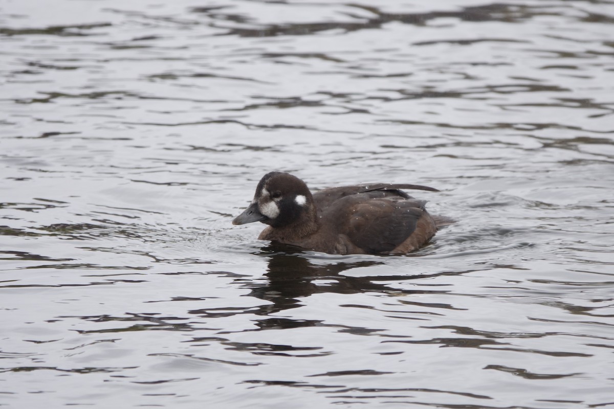 Ahate arlekina - ML645008816