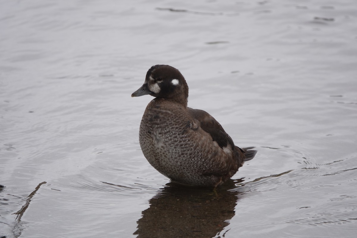 Ahate arlekina - ML645008817