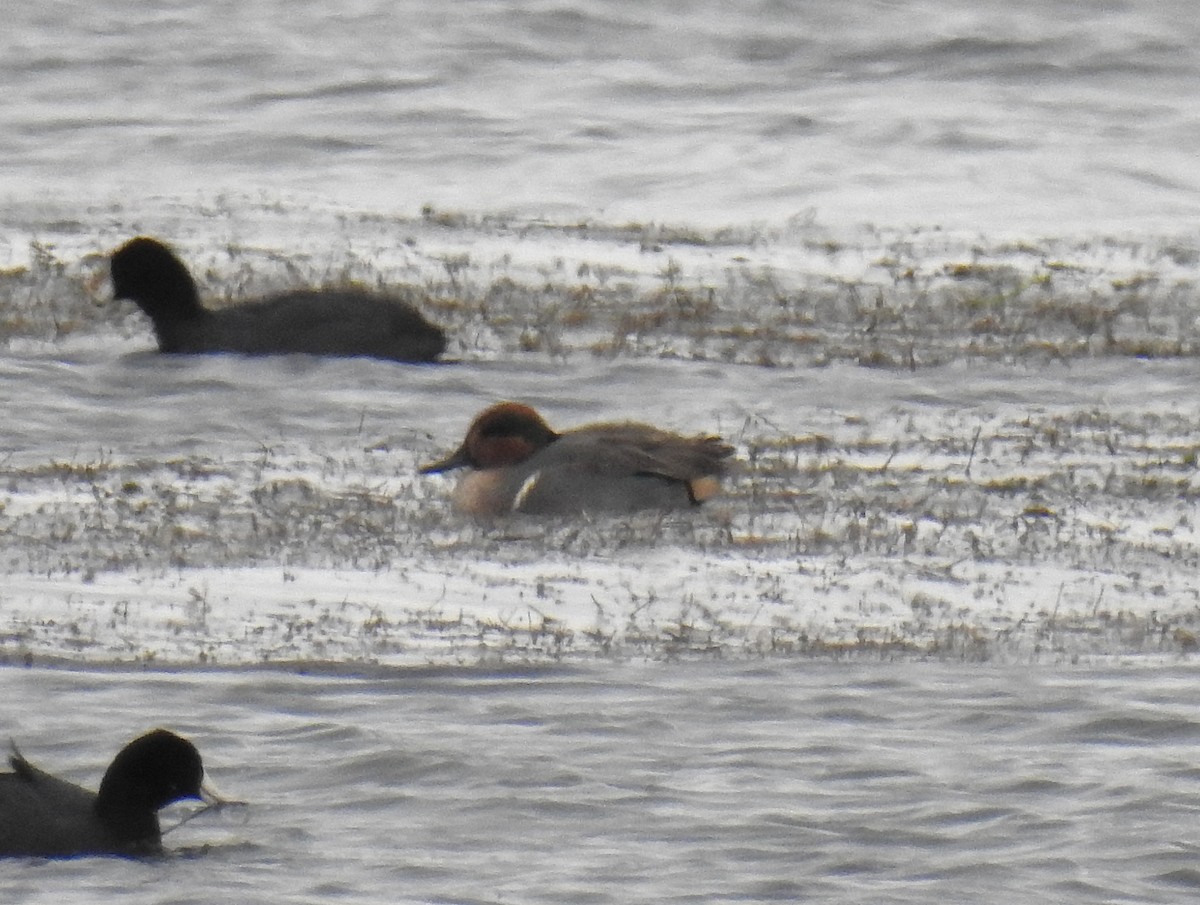 Чирок-свистунок - ML645008819