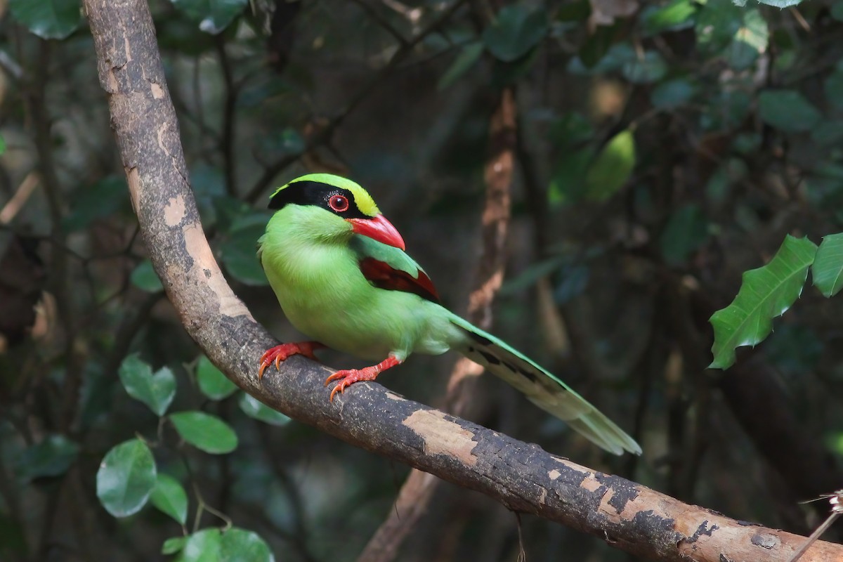 Зелёная цисса - ML645008820