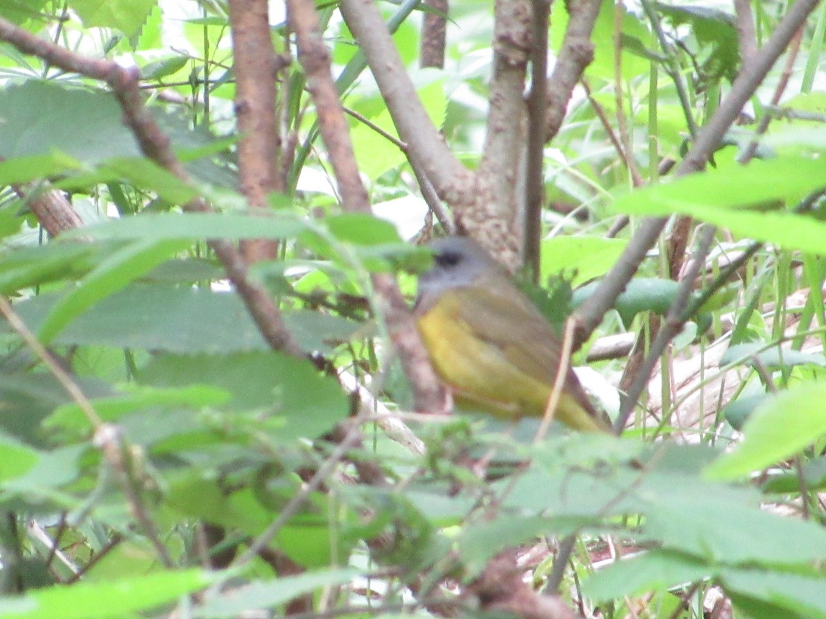 Черногорлая хвойница - ML645008822