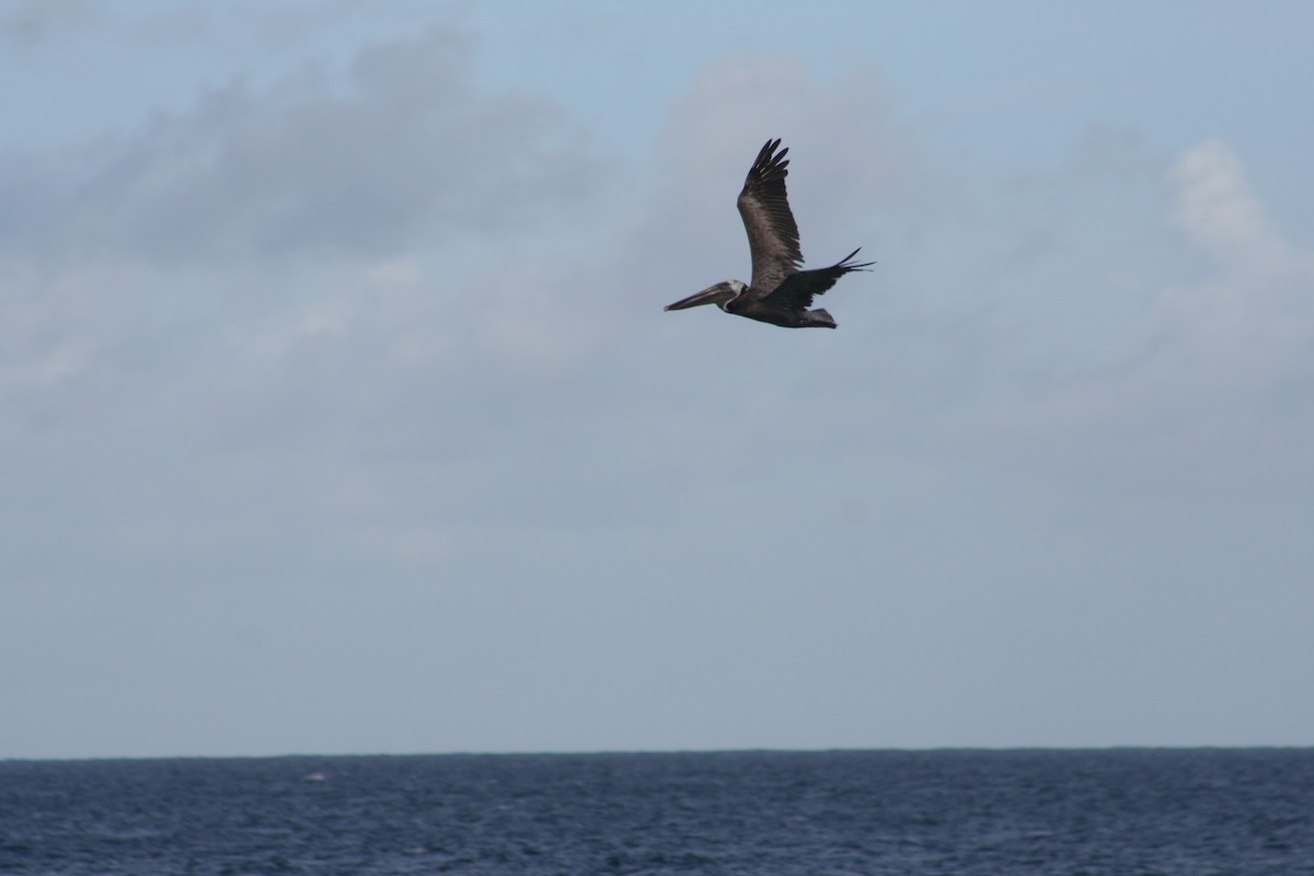 Бурый пеликан - ML645008825