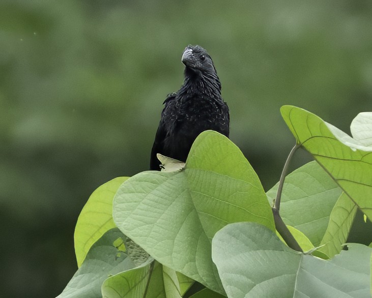 Морщинистоклювая ани - ML645008827