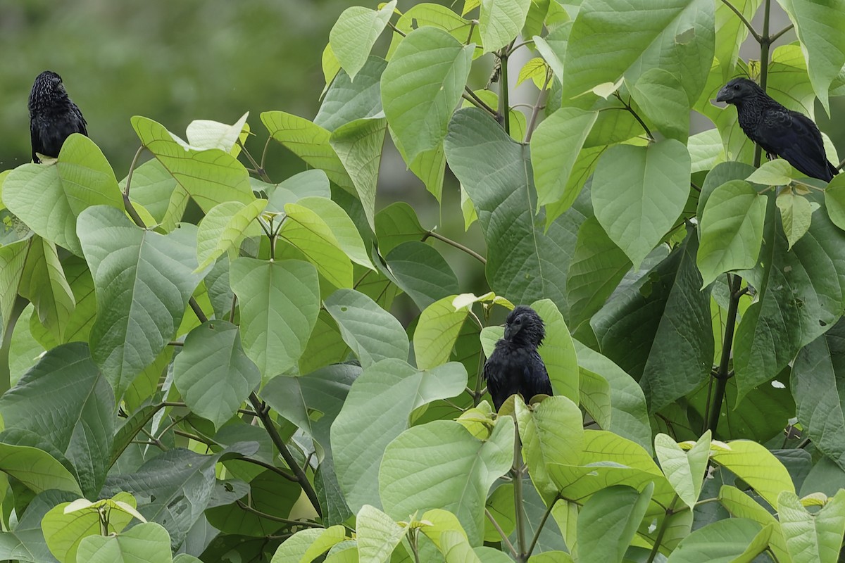 Морщинистоклювая ани - ML645008828