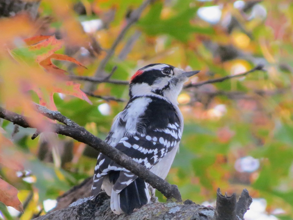 Пушистый дятел - ML645008831