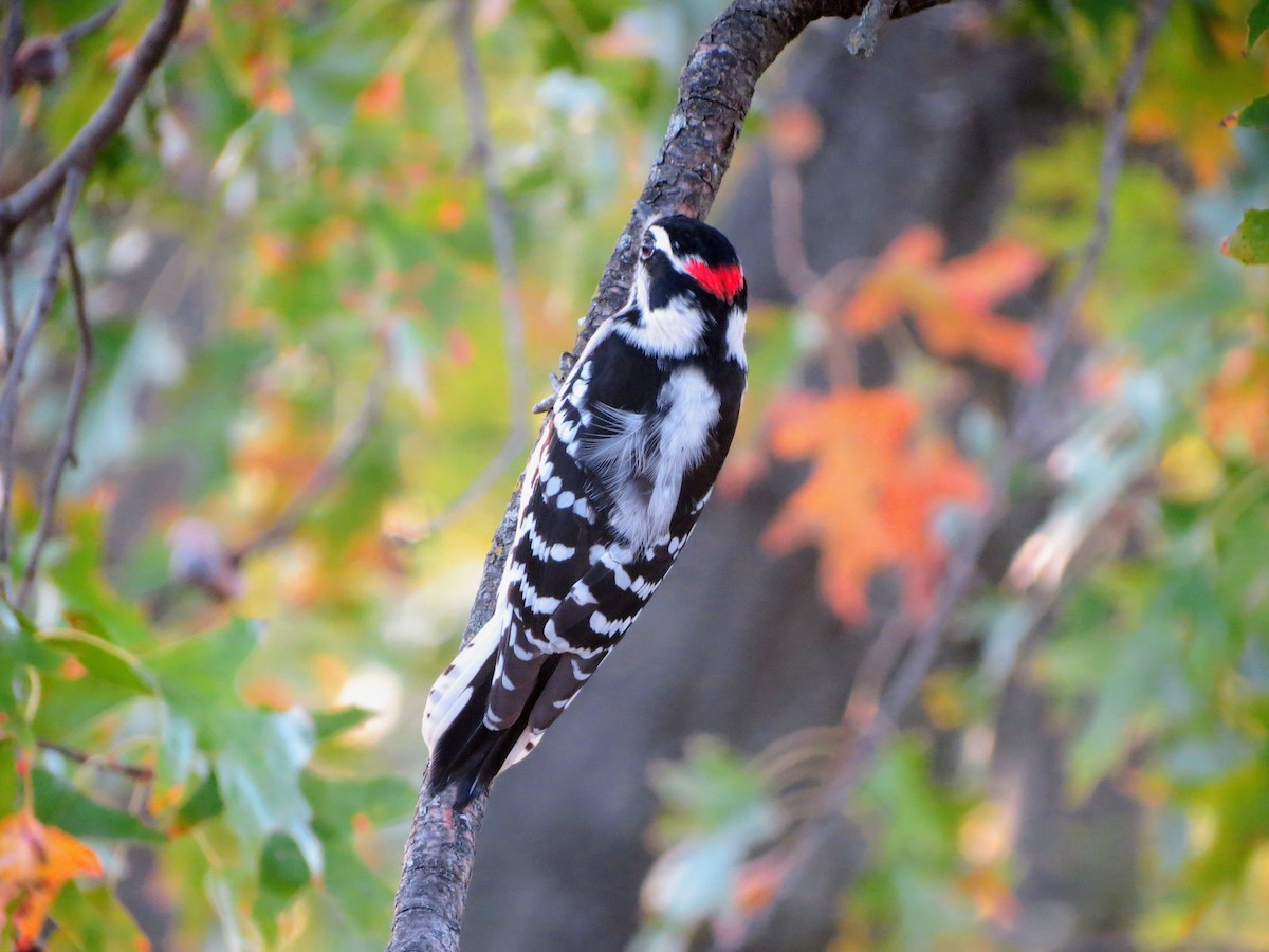 Пушистый дятел - ML645008832