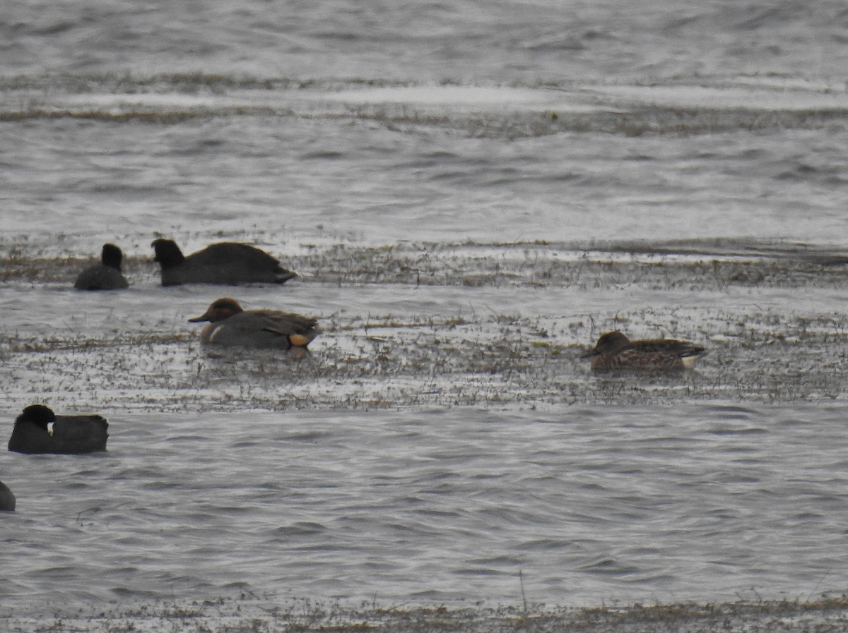 Чирок-свистунок - ML645008833