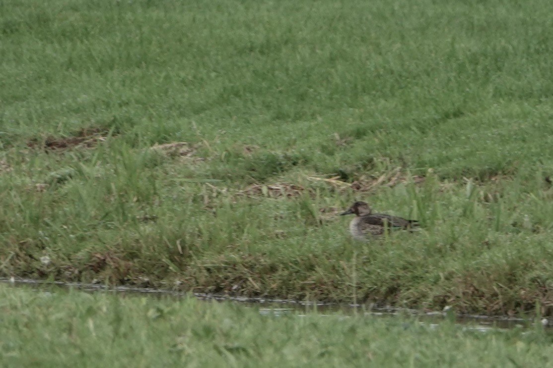 Чирок-свистунок - ML645008834