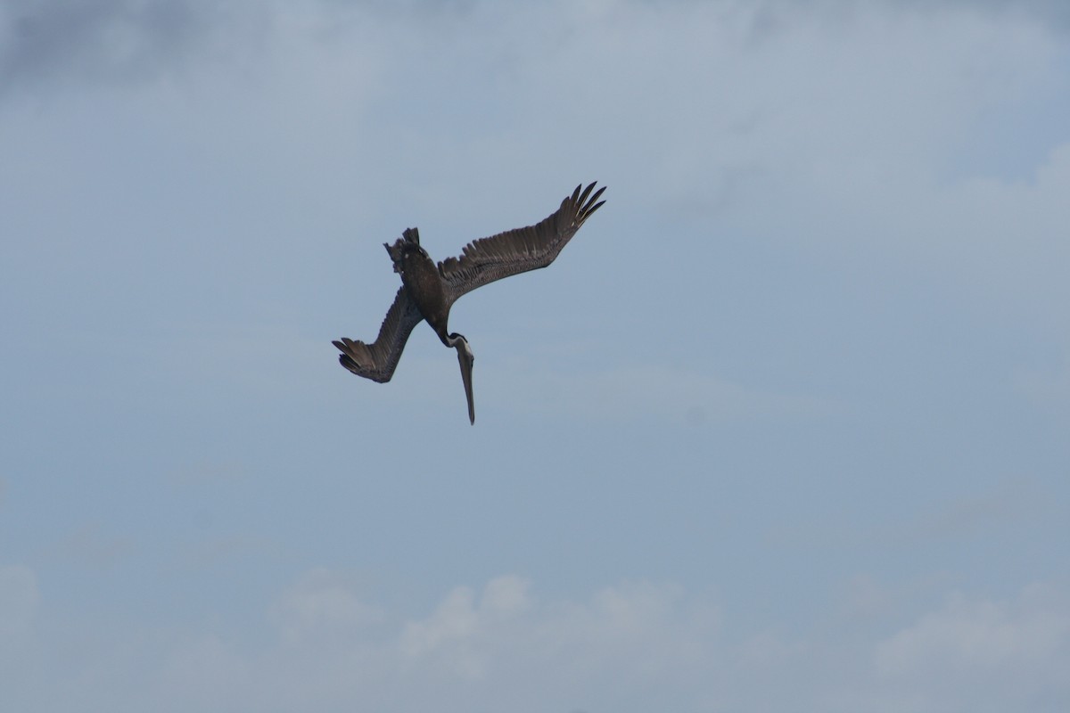 Бурый пеликан - ML645008836