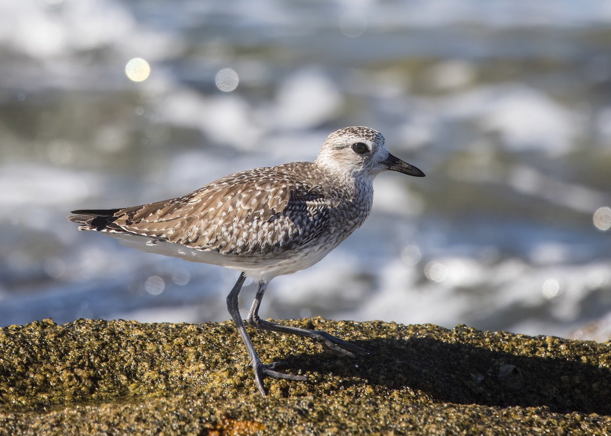 Тулес - ML645008845