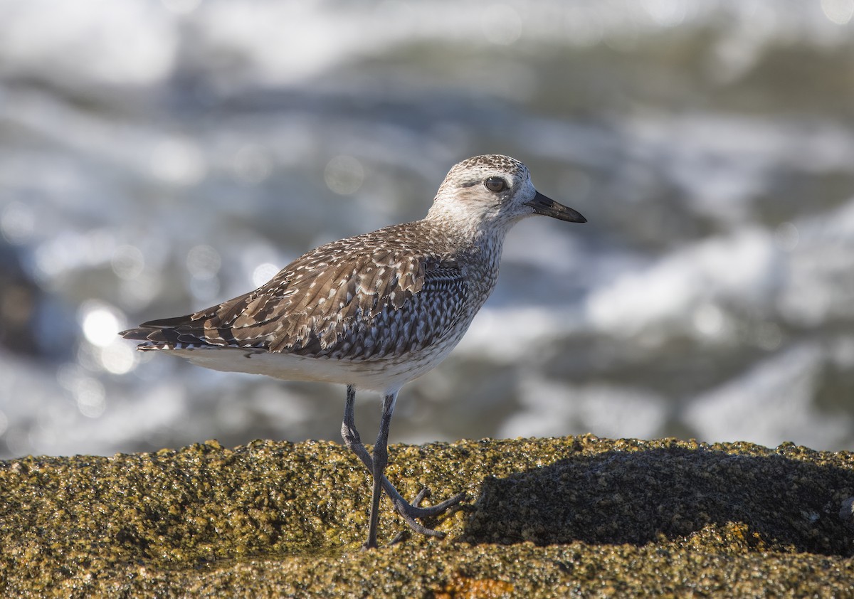 Тулес - ML645008850