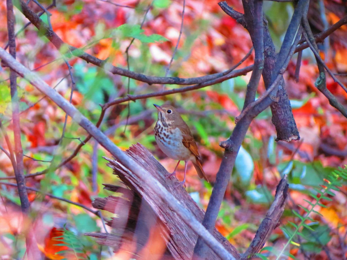 Дрозд-отшельник - ML645008851