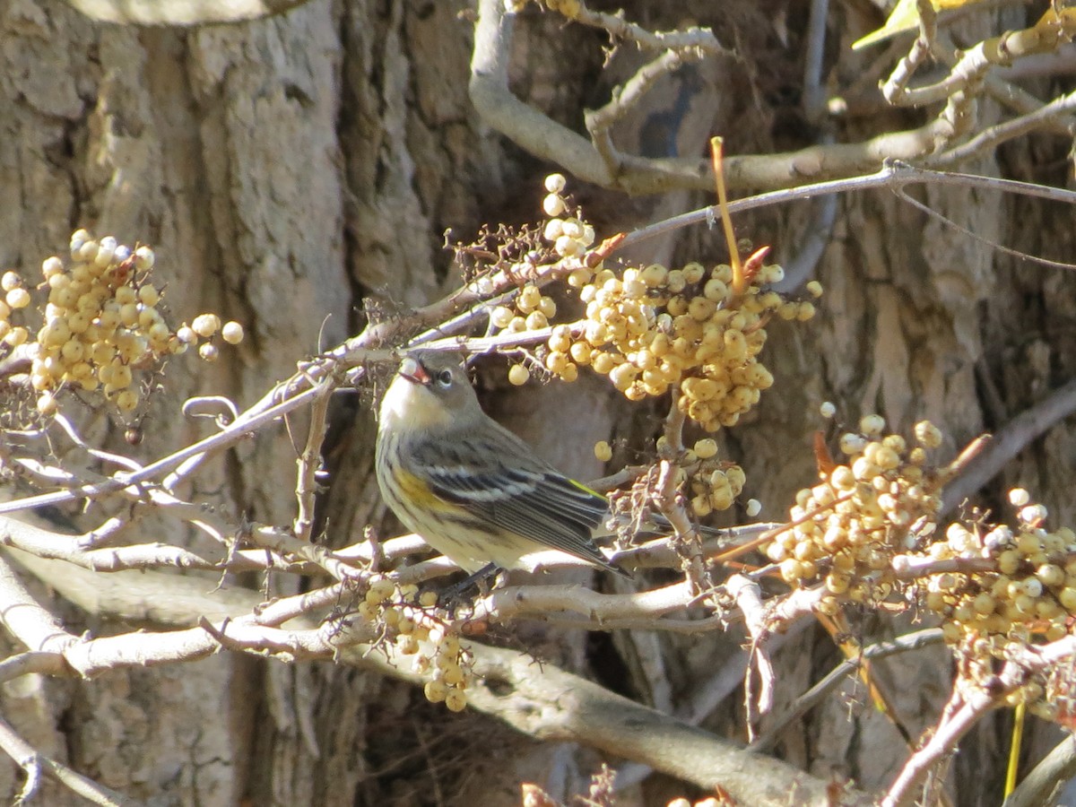 Миртовый певун - ML645008853