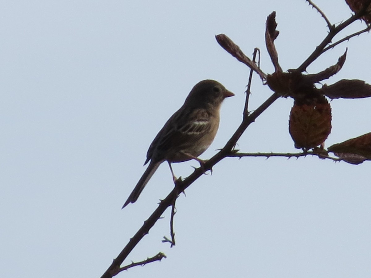 Полевая малая овсянка - ML645008855