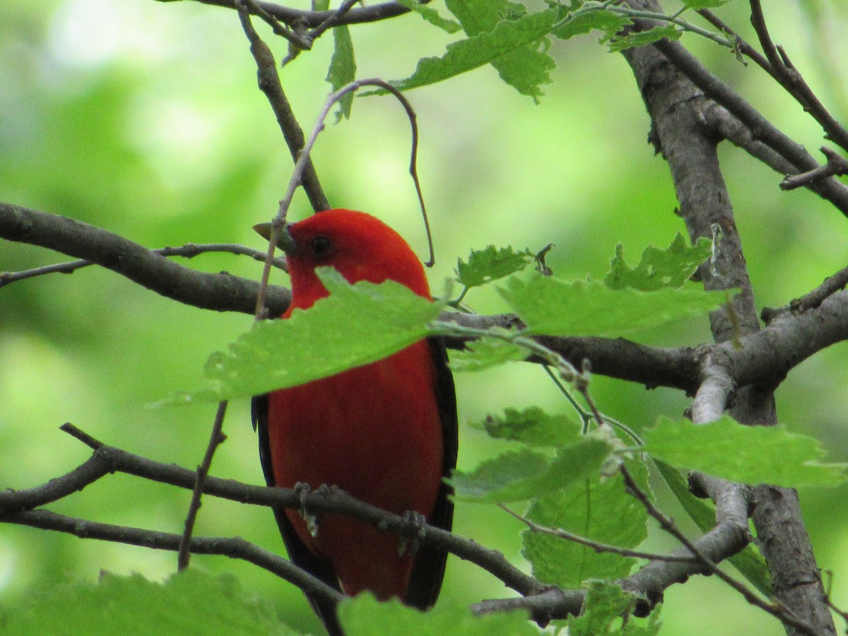 Scarlet Tanager - ML645008864