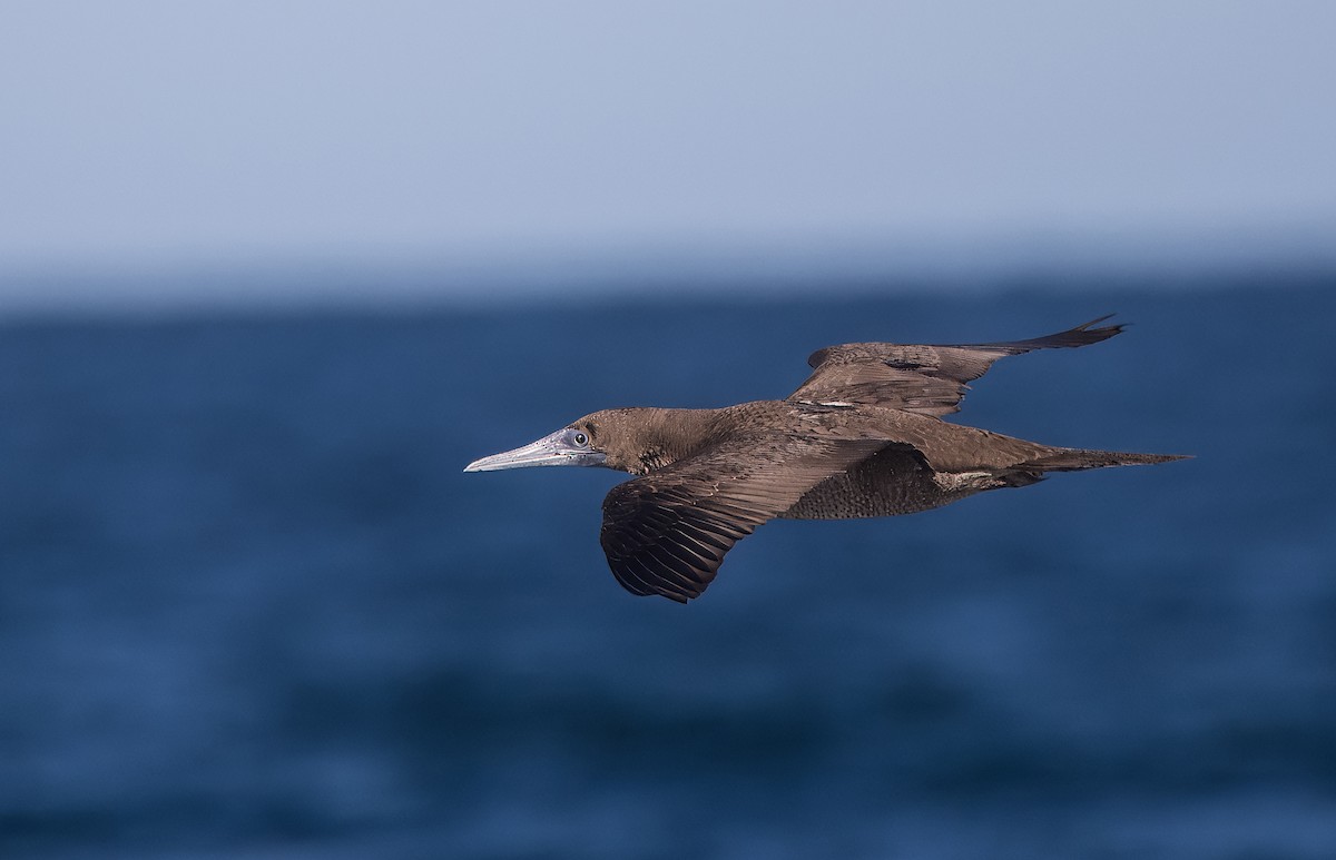 Cocos Booby - ML645008902