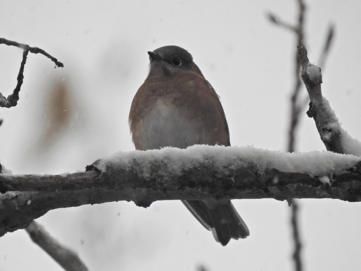 salašník modrý - ML645008903