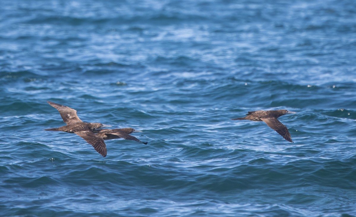 Cocos Booby - ML645008904