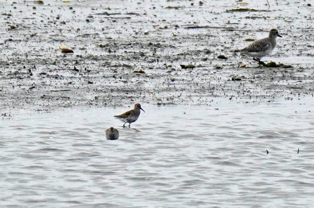 Dunlin - ML645008911