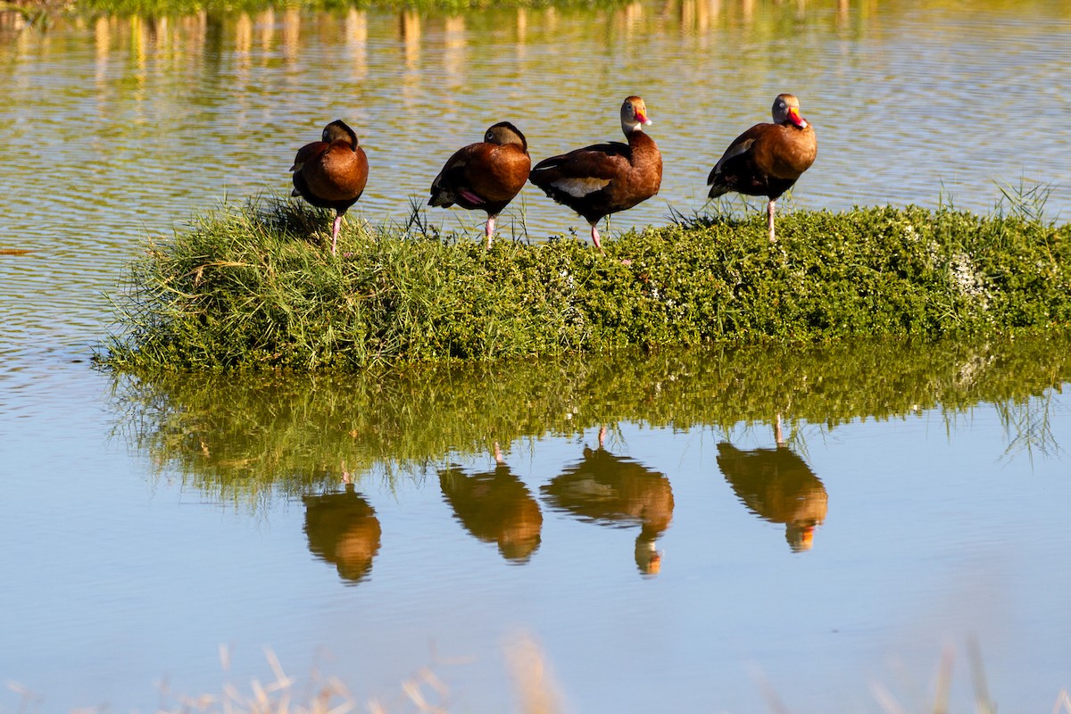 Black-bellied Whistling-Duck - ML645008920