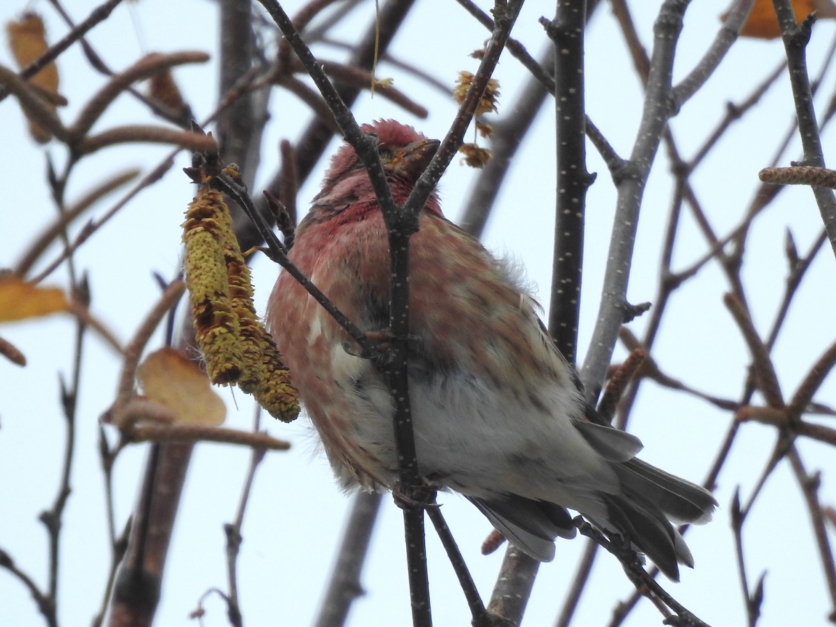 Purple Finch - ML645008923