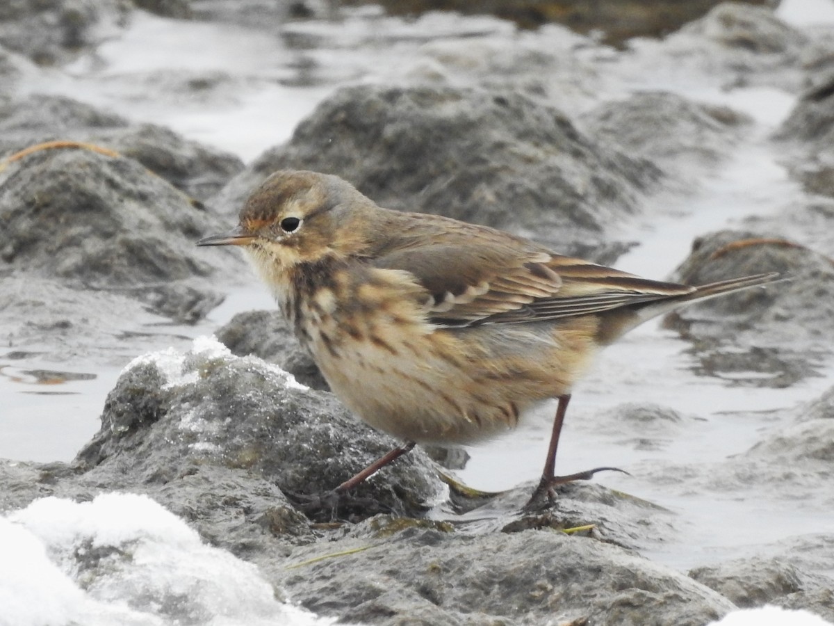 American Pipit - ML645008939