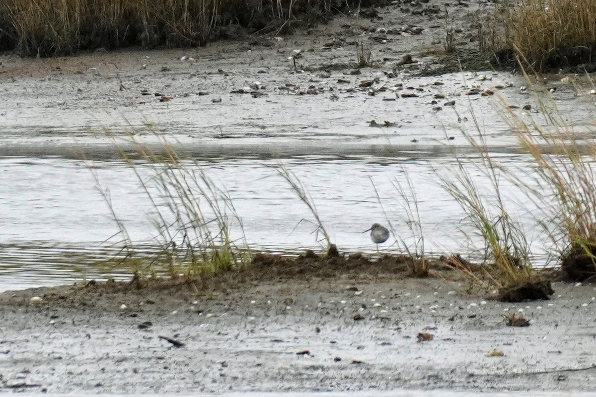 Greater Yellowlegs - ML645008942