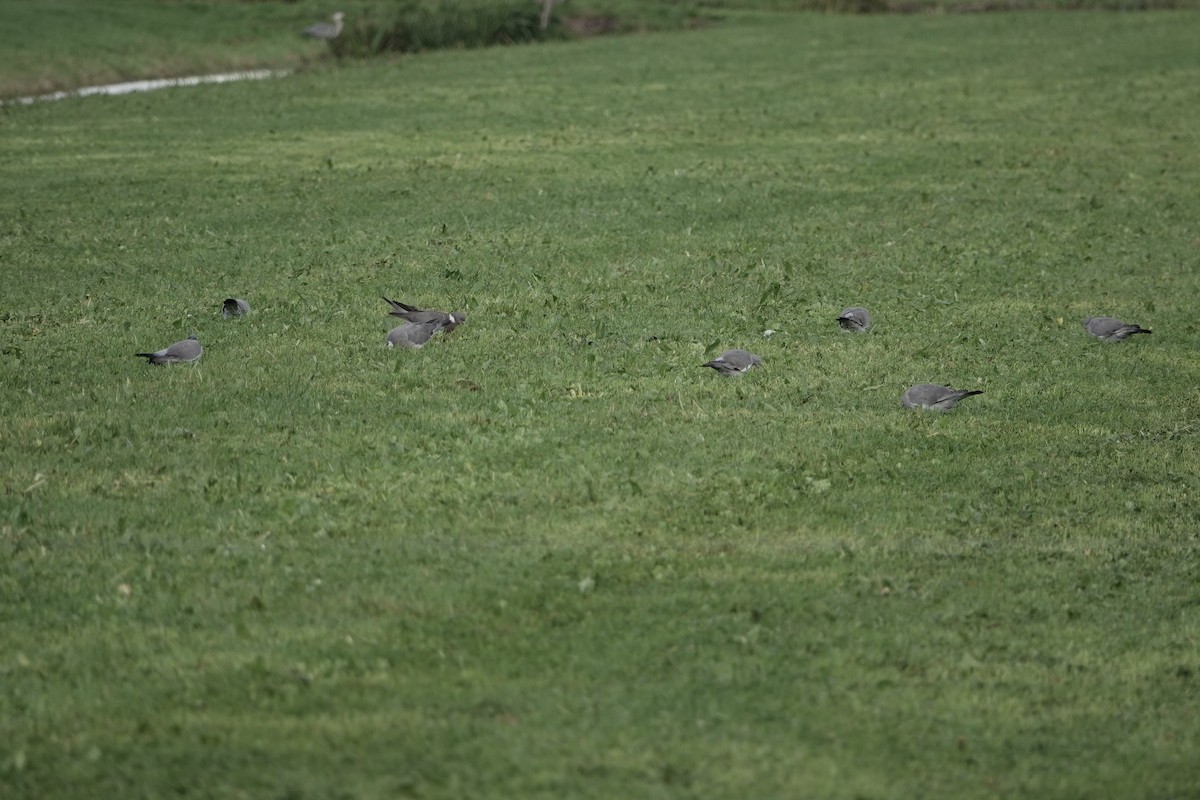 Вяхирь - ML645008946