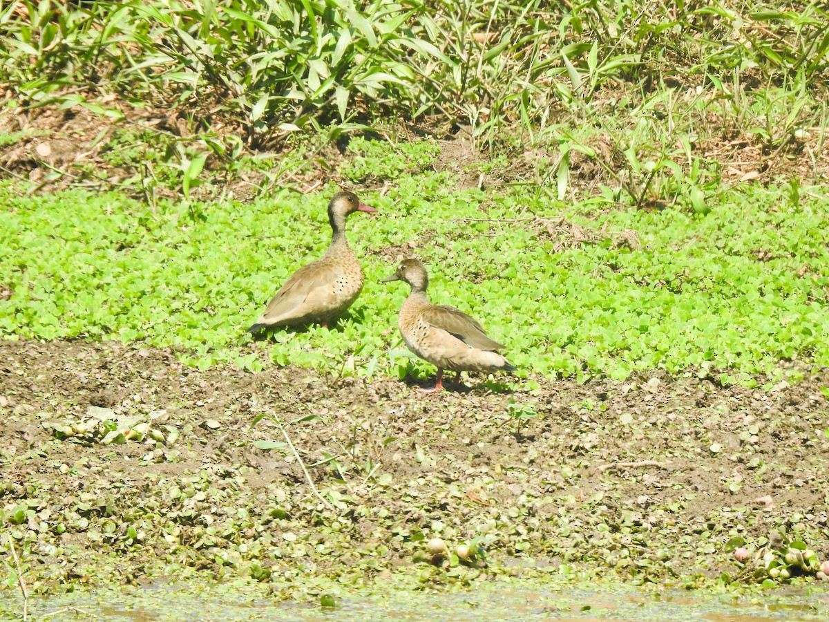 Brazilian Teal - ML645008962