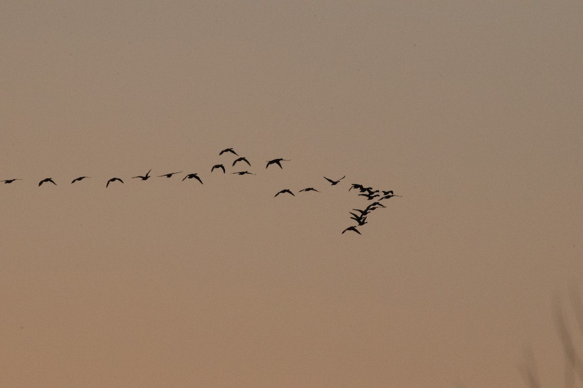 Oca selvatica - ML645008964