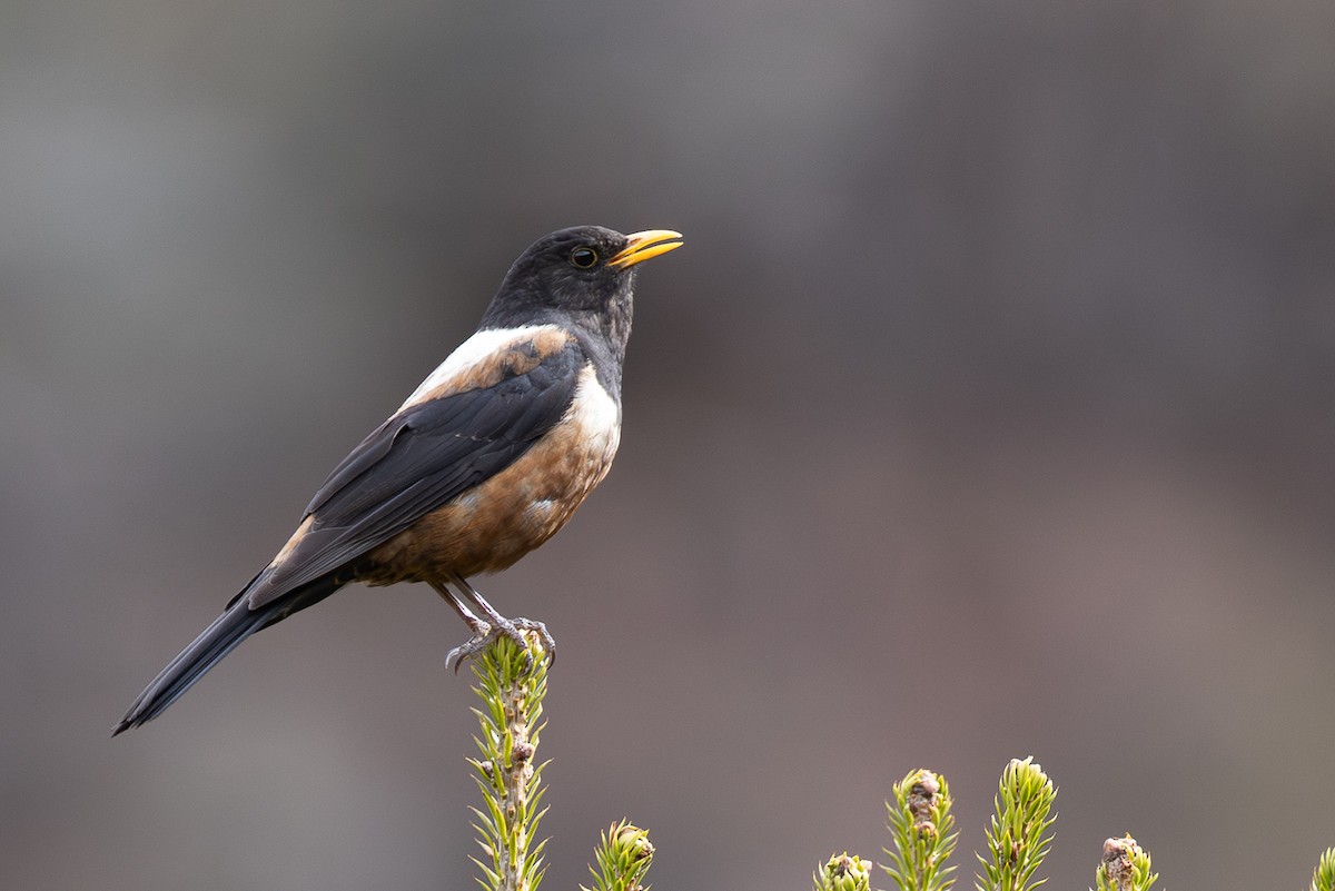 rododendrontrost - ML645008974