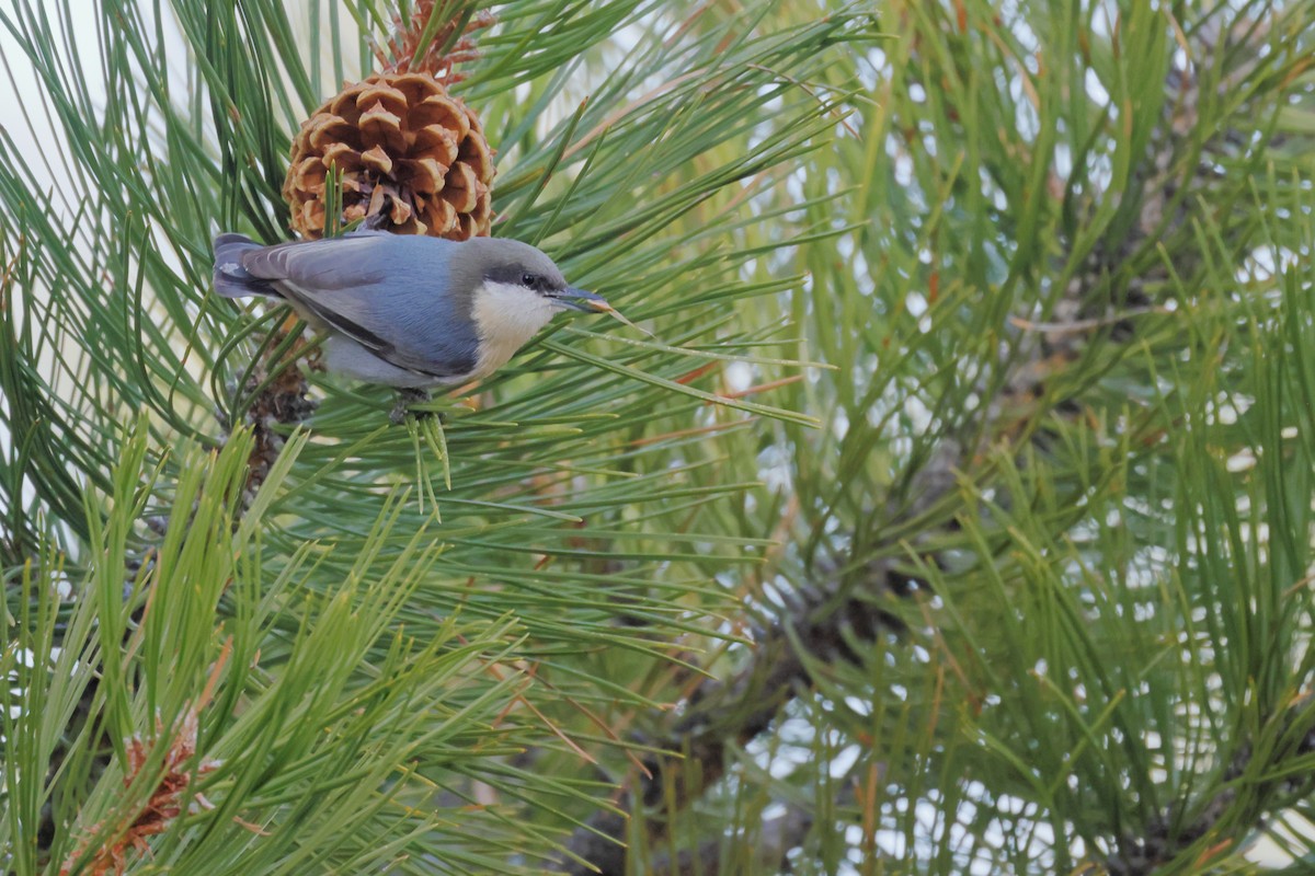 Pygmy Nuthatch - ML645008982