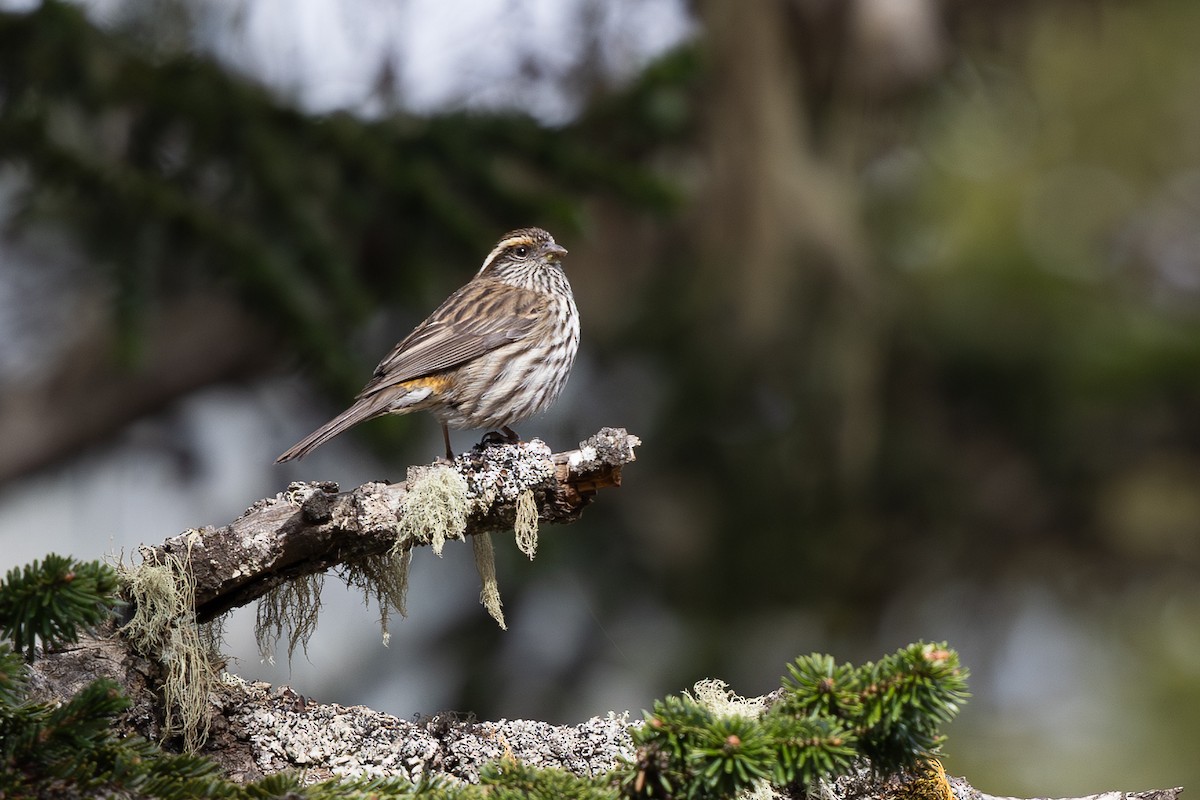 Chinese White-browed Rosefinch - ML645008993