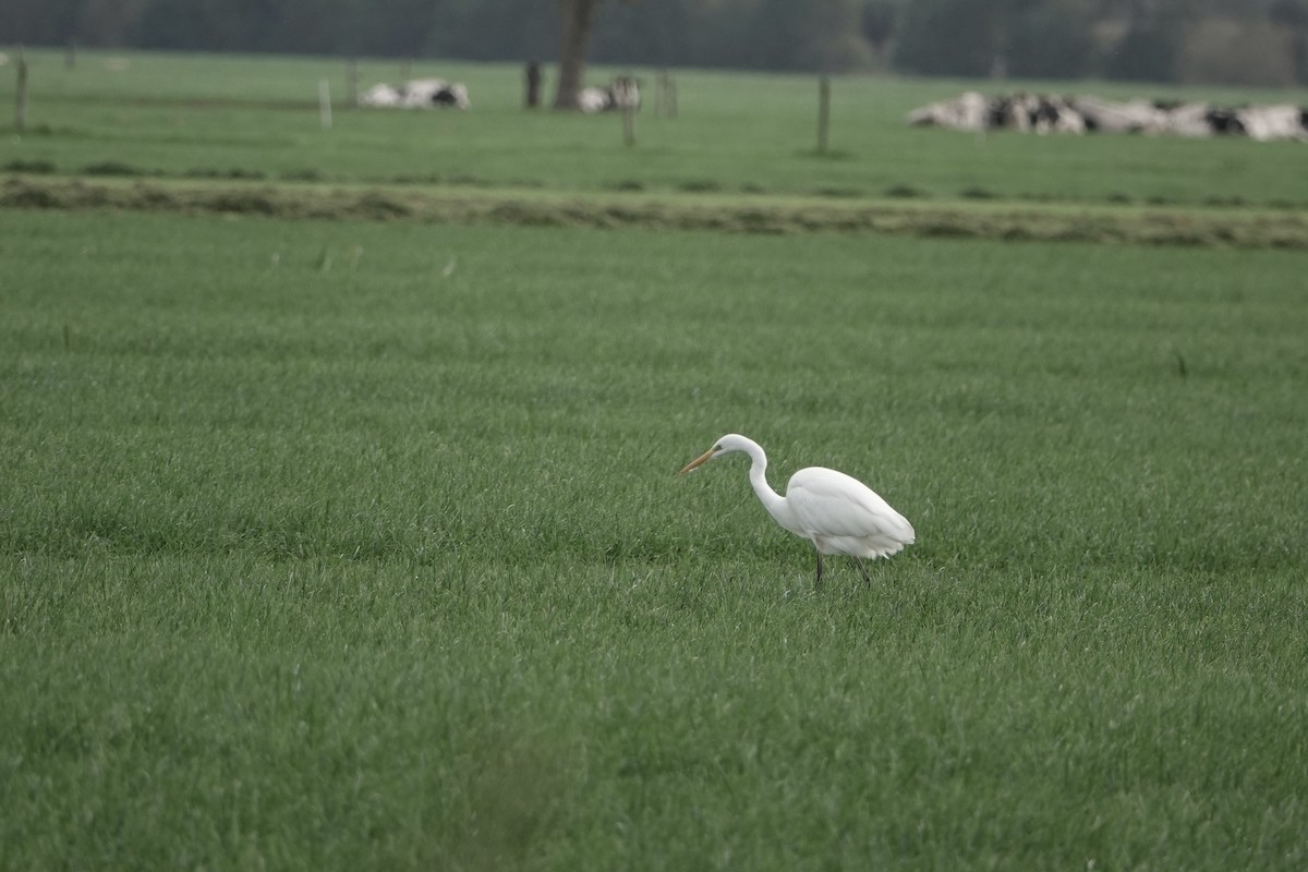 Большая белая цапля - ML645008994