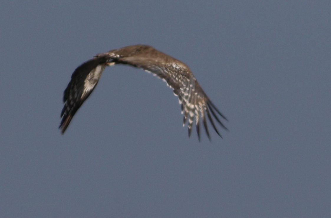 Дрофа-кори - ML645008997