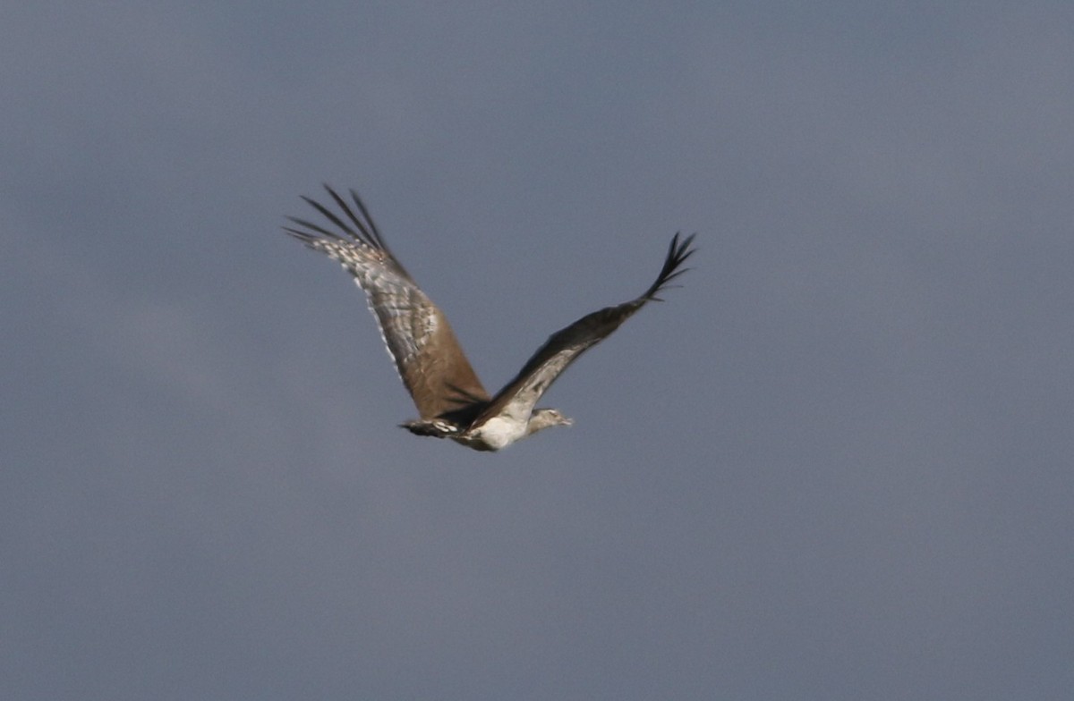 Дрофа-кори - ML645008998