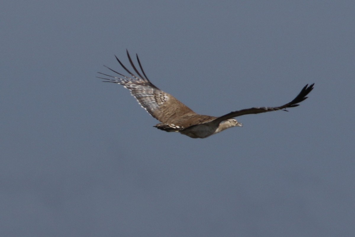 Дрофа-кори - ML645008999