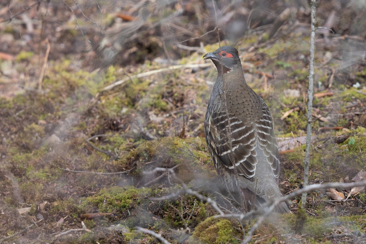 Chestnut-throated Monal-Partridge - ML645009020