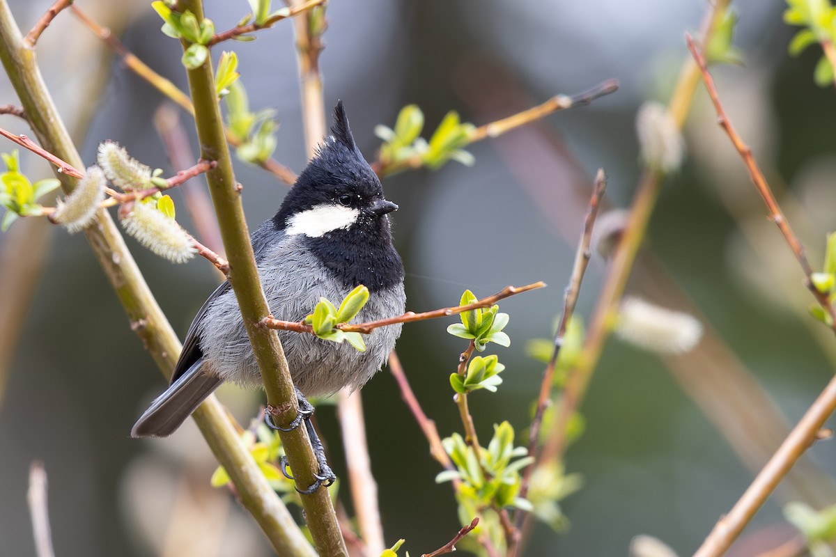 Rufous-vented Tit - ML645009037