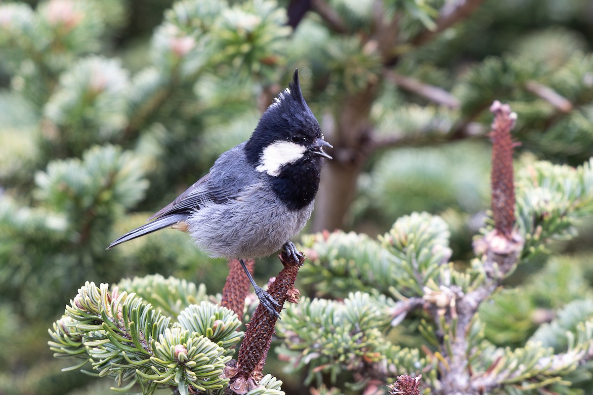 Rufous-vented Tit - ML645009038
