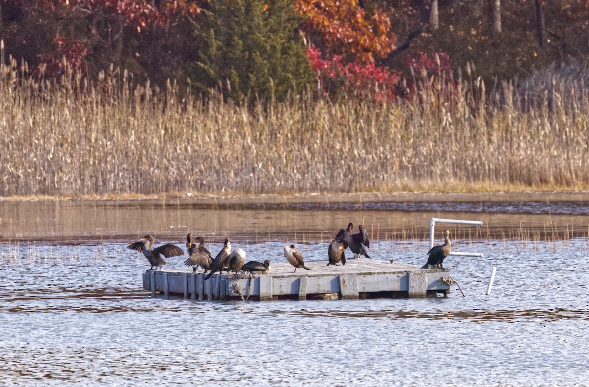 Double-crested Cormorant - ML645009047