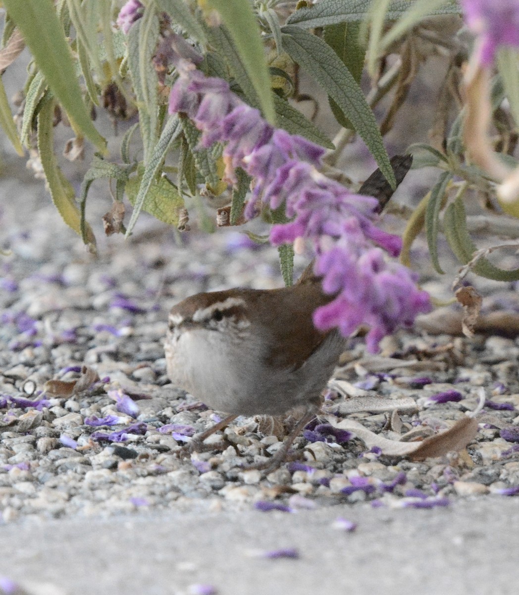 Підбуреник - ML645009052