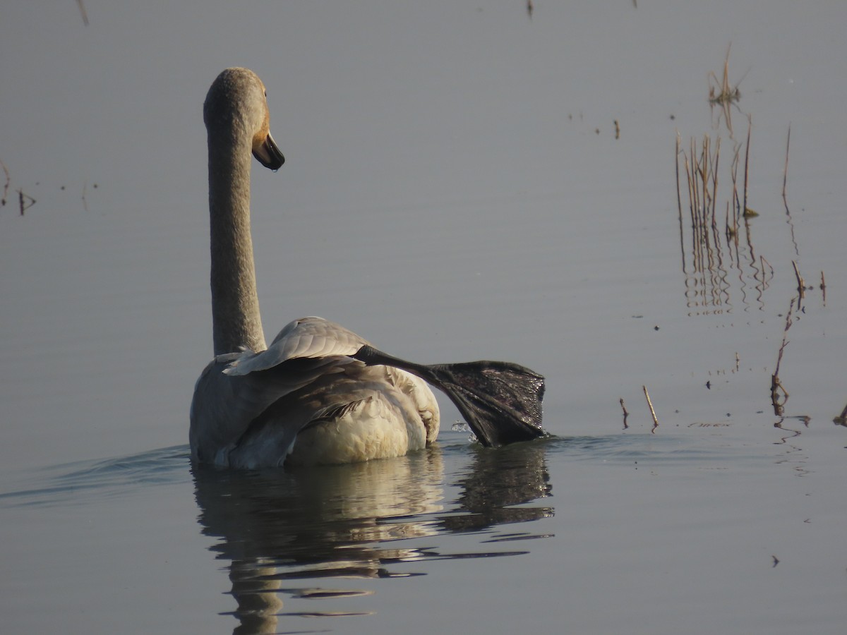 オオハクチョウ - ML645009072