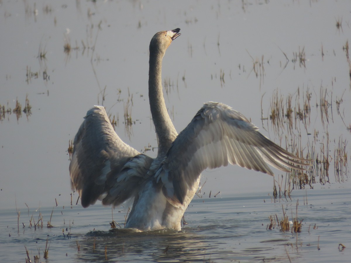 オオハクチョウ - ML645009073