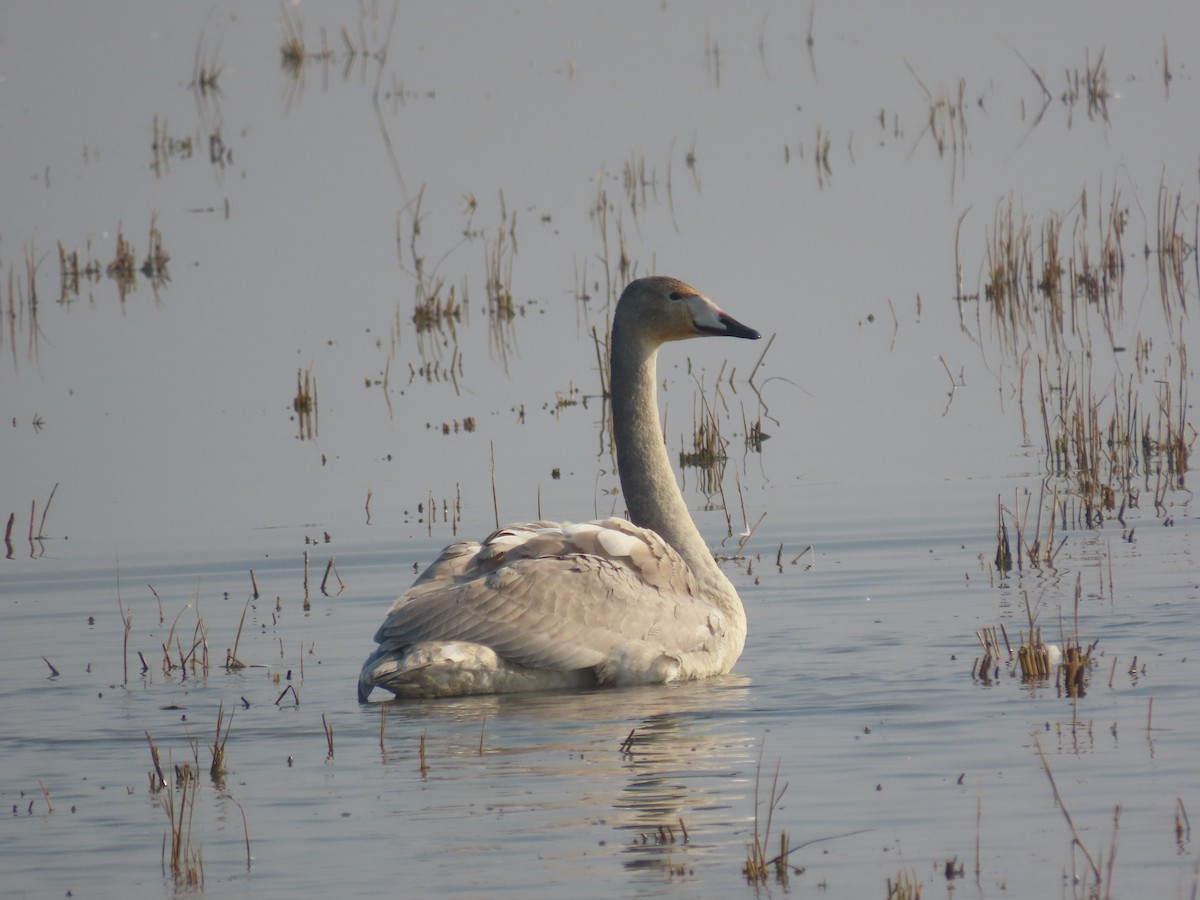 オオハクチョウ - ML645009076