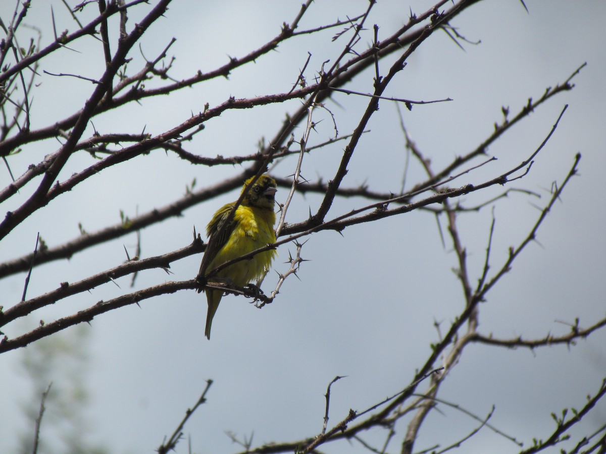 Holub's Golden-Weaver - ML645009110