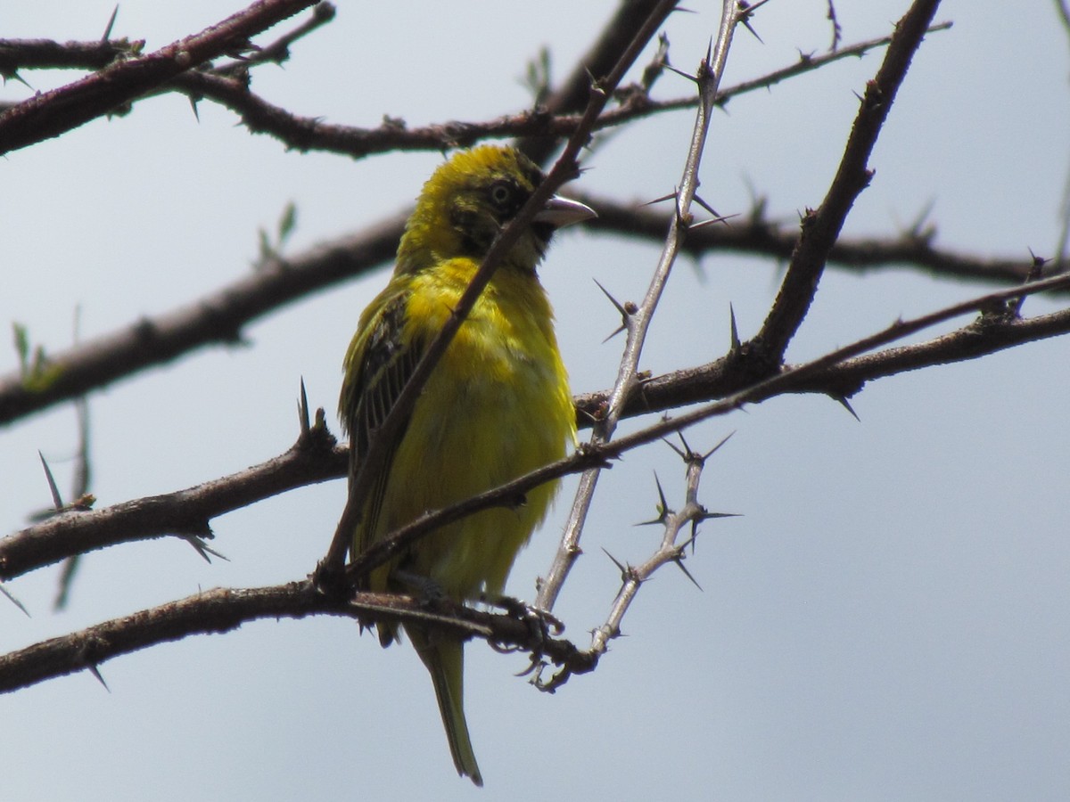 Holub's Golden-Weaver - ML645009111