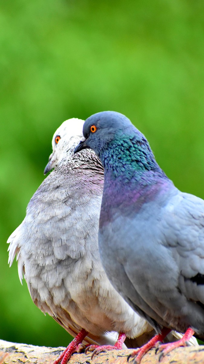 Hill Pigeon - ML645009117