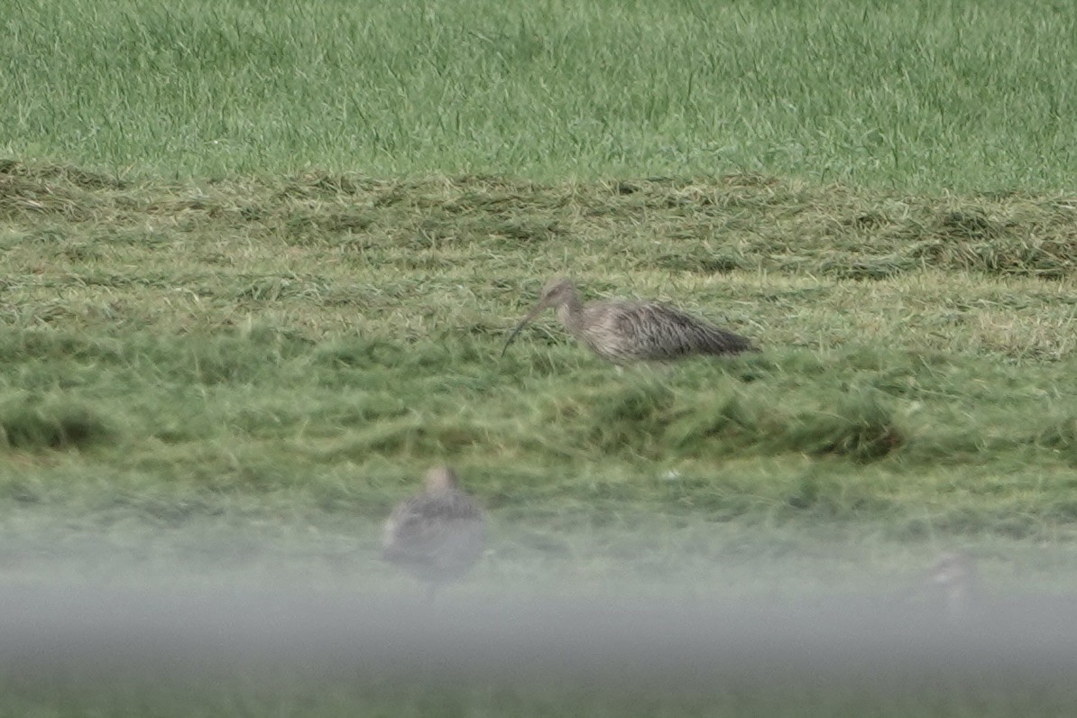 Большой кроншнеп - ML645009129