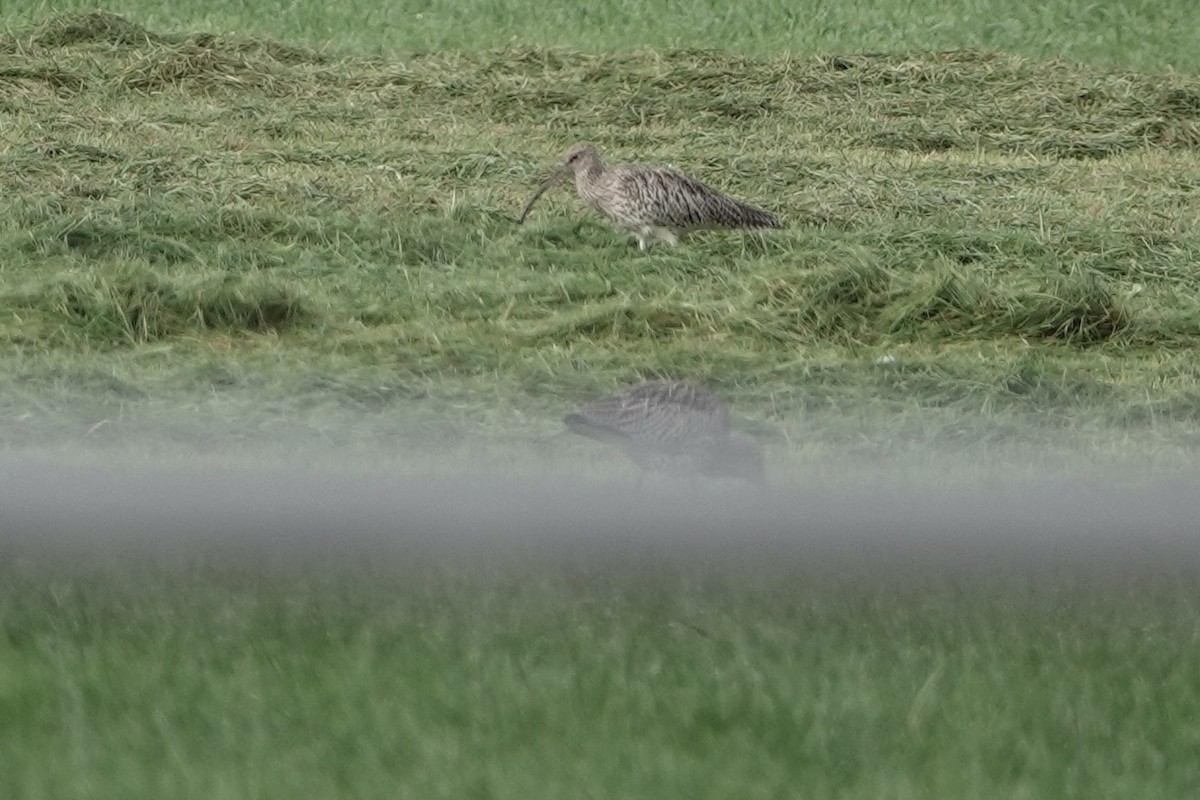 Большой кроншнеп - ML645009130